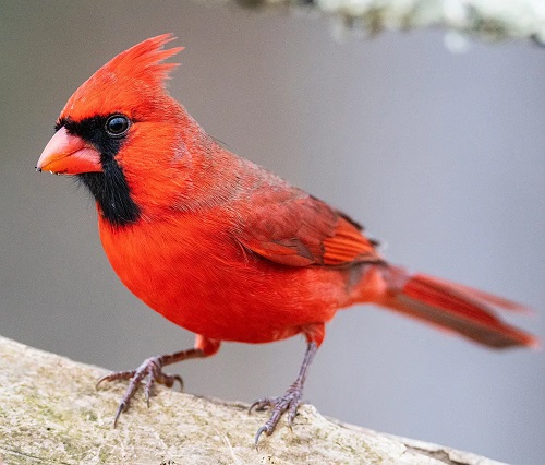 Birds with Red Chest 1