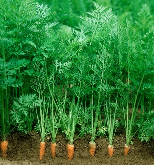 Plants With Orange Roots 1