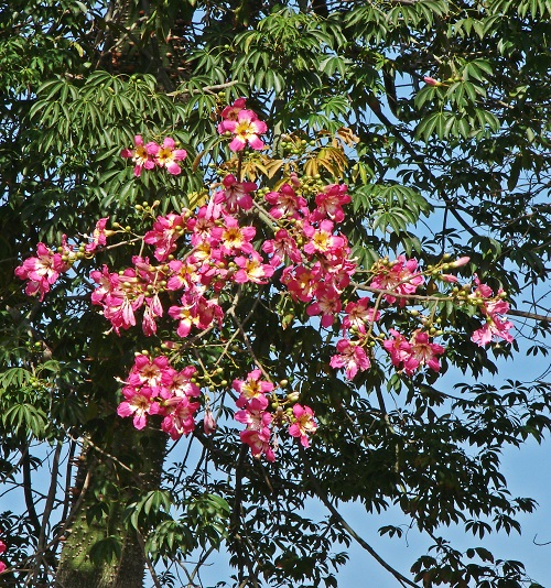 Floss Silk Tree