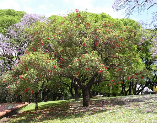Cockspur Coral Tree