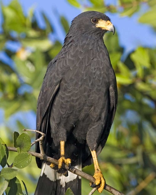Common Black Hawk (Buteogallus anthracinus)