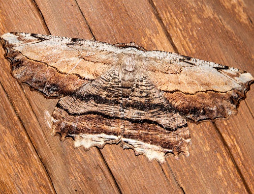 Common Lytrosis Moth (Lytrosis unitaria)