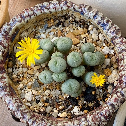 Succulents With Yellow Flowers 6