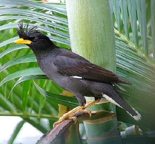 Black Birds With Yellow Beak 10
