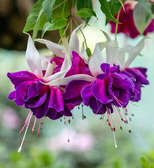 Dark Purple Fuchsia