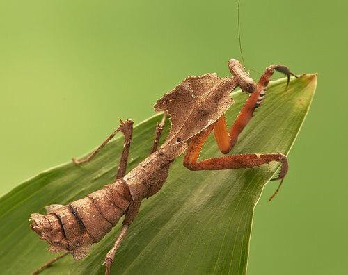 Dead-leaf Mantis (Deroplatys desiccata)