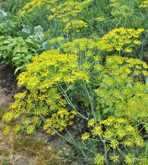Yellow Flowering Herbs 6