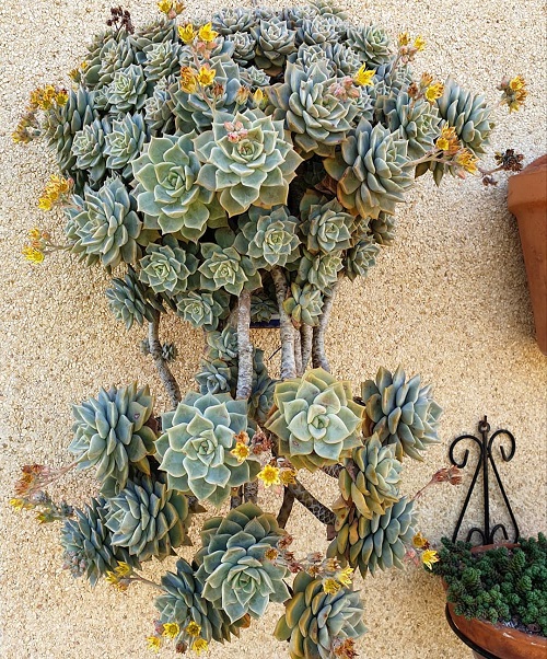 Succulents With Yellow Flowers 5