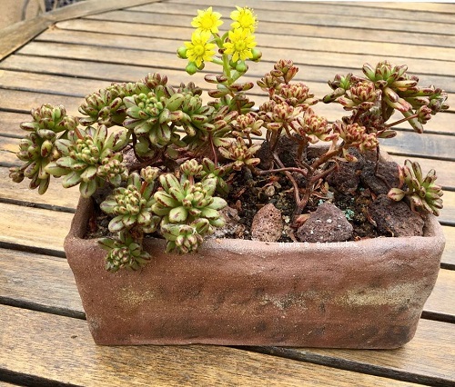 Succulents With Yellow Flowers 7