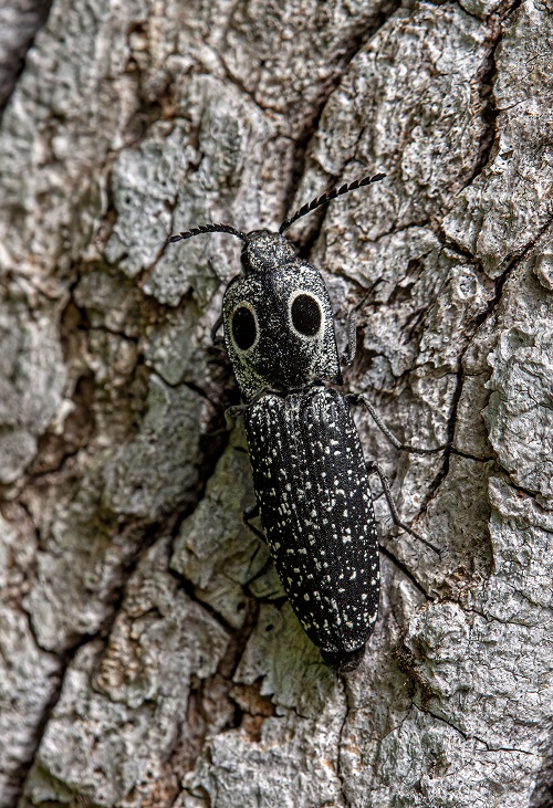 Eastern-eyed Click Beetle (Alaus oculatus)