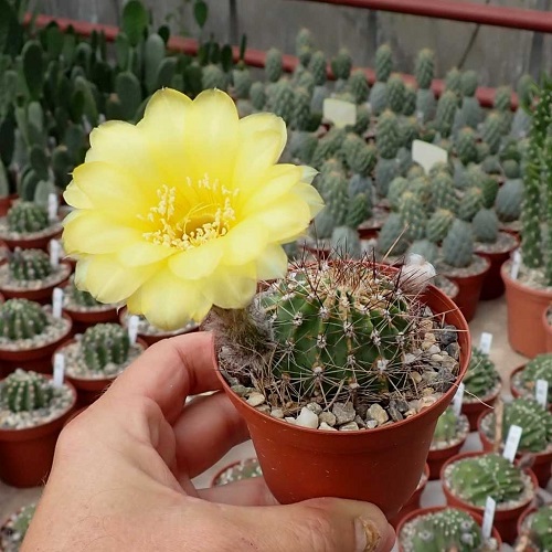 Golden Easter Lily Cactus