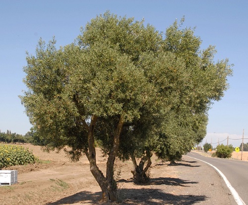 European Olive