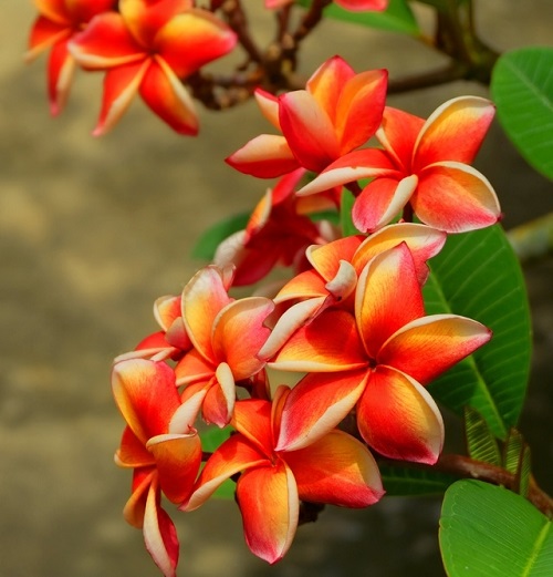 Tropical Plants With Orange Flowers 7