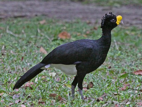 Black Birds With Yellow Beak 15
