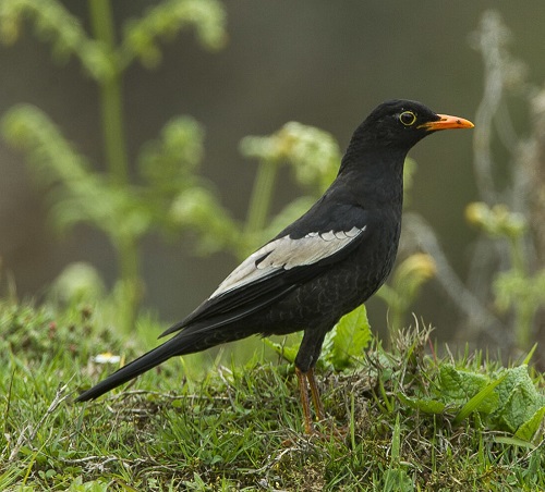 Black Birds With Yellow Beak 8