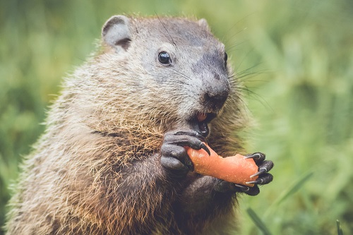 What Do Groundhogs Eat? 2