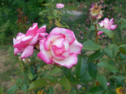 Pink and White Roses 6