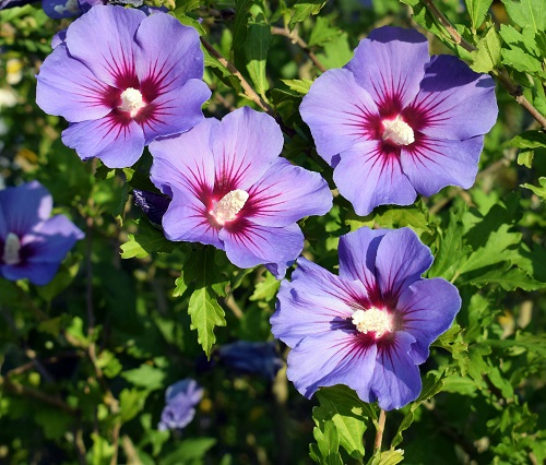 Types of Purple Hibiscus Flowers 6