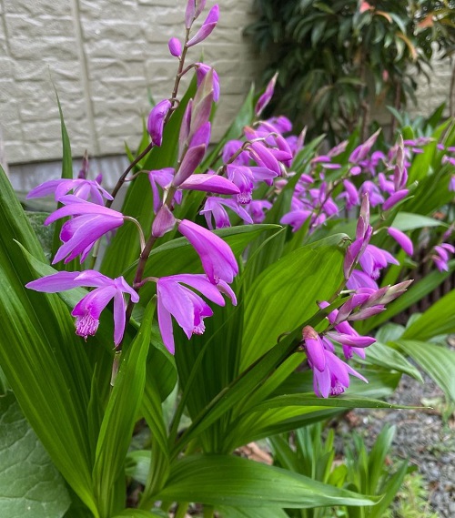 Hyacinth Orchid