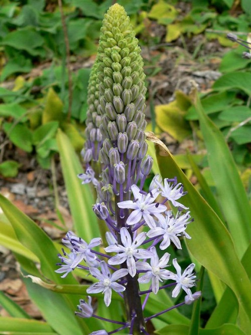 Hyacinth Squill