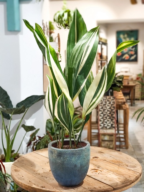 Indoor Plants With Green And White Leaves 16