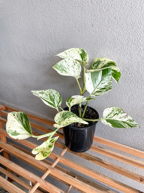Indoor Plants With Green And White Leaves 14
