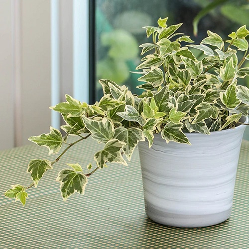 Indoor Plants With Green And White Leaves 8