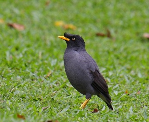 Black Birds With Yellow Beak 14