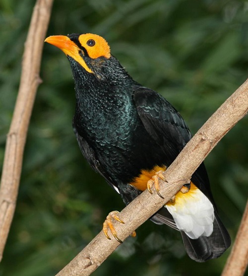 Black Birds With Yellow Beak 9