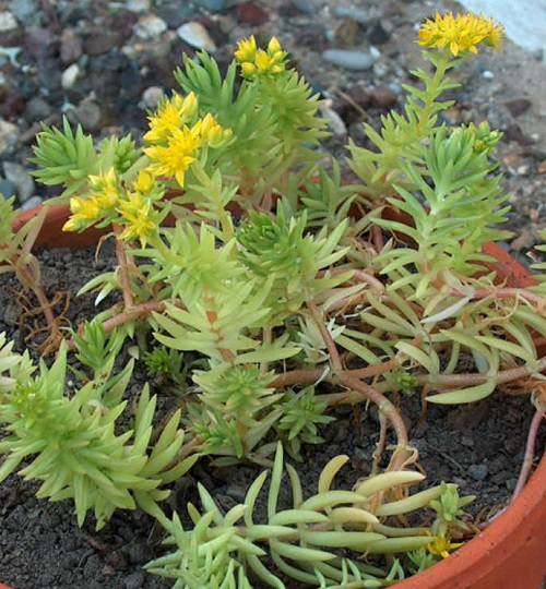 Succulents With Yellow Flowers 10
