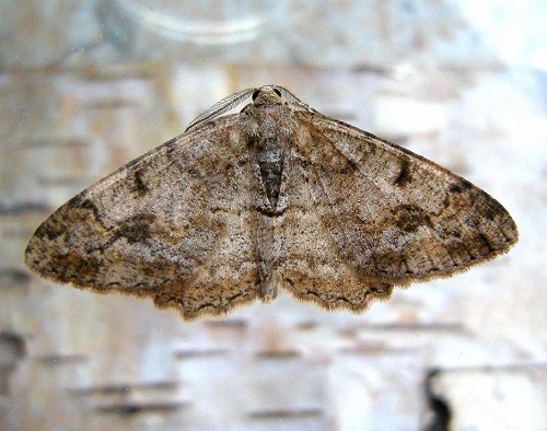 Mottled Beauty Moth (Alcis repandata)