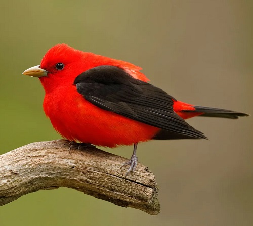 Birds with Red Chest 3