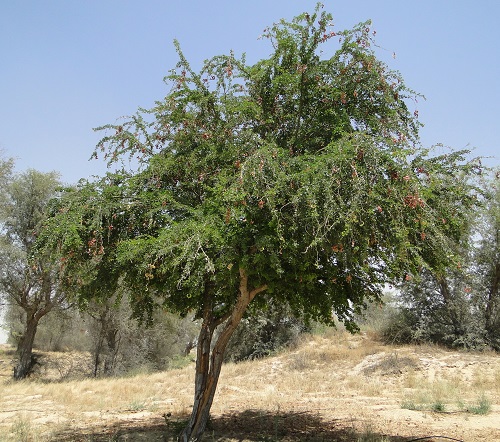 Blackbead Tree