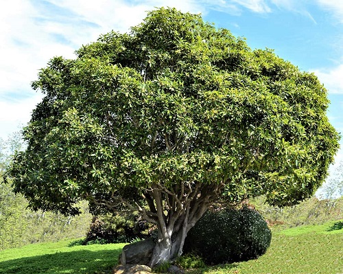 Cheesewood Tree