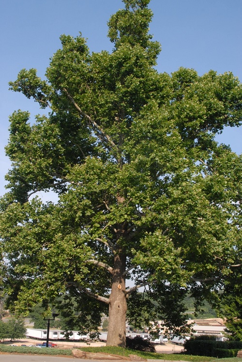 Eastern Sycamore