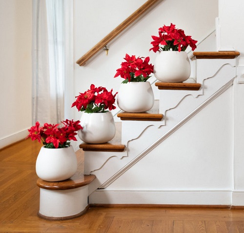 Poinsettia on Staircases