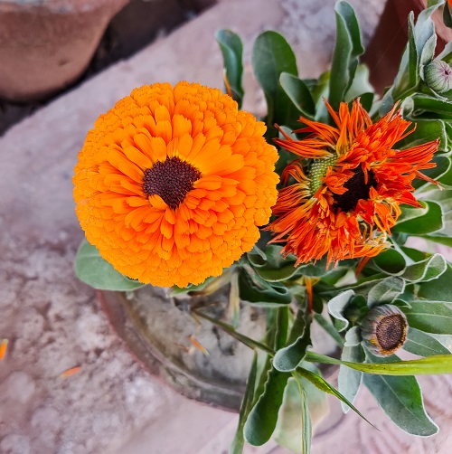 Tropical Plants With Orange Flowers 5