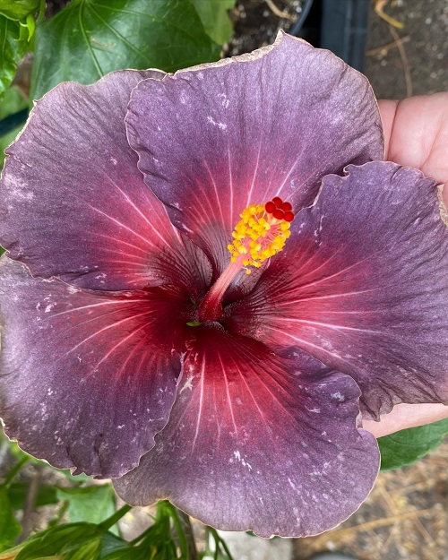 Types of Purple Hibiscus Flowers 8