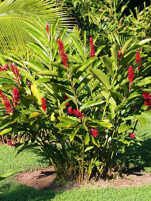 Tropical Plants With Red Flowers 2