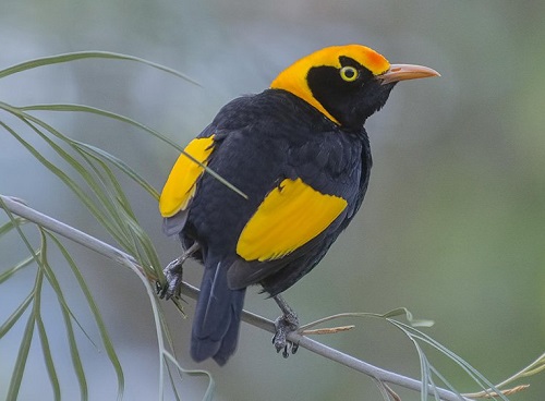 Black Birds With Yellow Beak 5