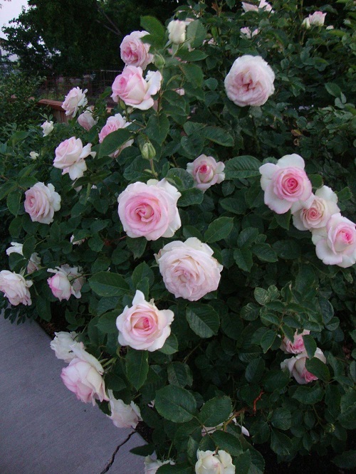 Pink and White Roses 2