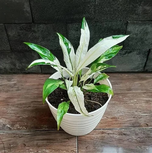 Domino Peace Lily