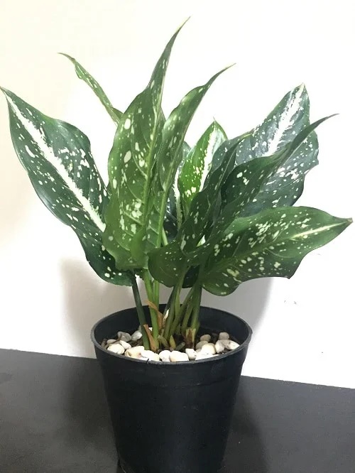 Spotted Chinese Evergreen