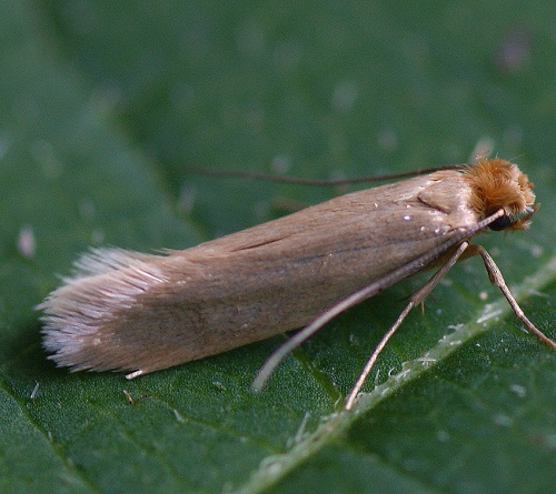 Cloths Moths (Tineola bisselliella)