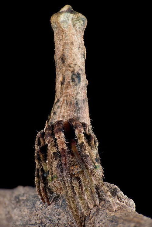 Bugs that Look Like Tree Bark 6
