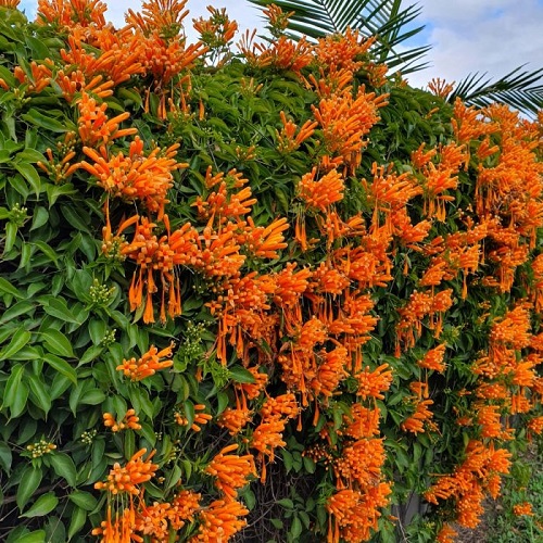 Tropical Plants With Orange Flowers 9