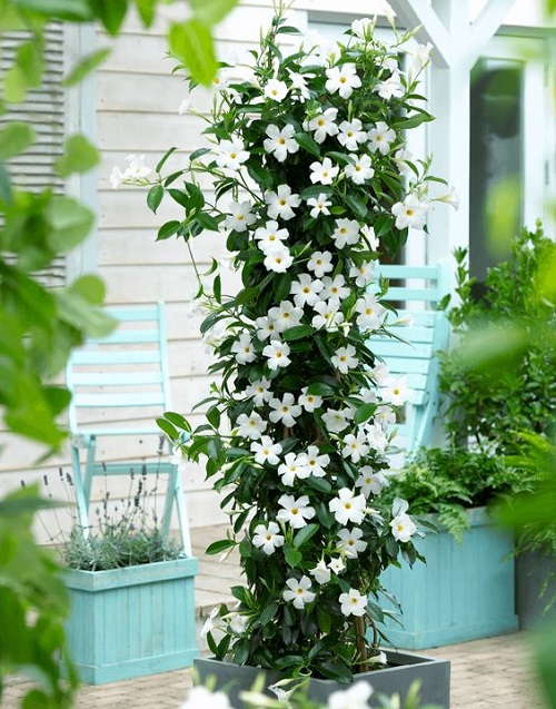 Vines With White Flowers 12