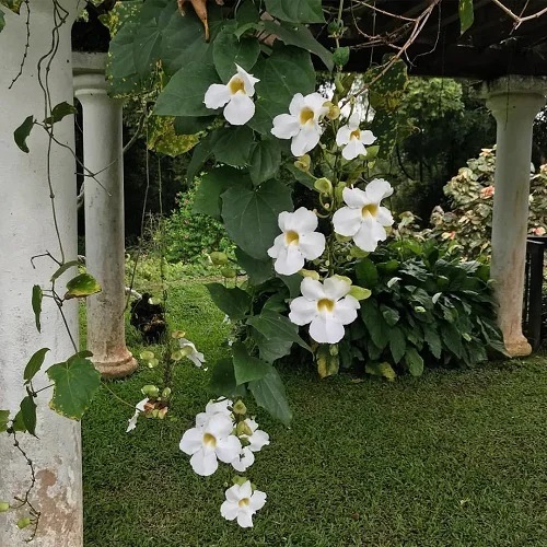 Vines With White Flowers 6