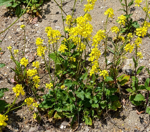 Yellow Flowering Herbs 4