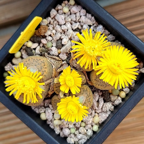 Succulents With Yellow Flowers 2